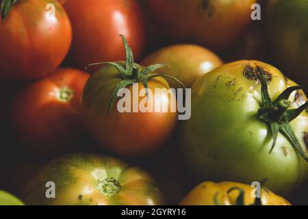 Grüne und rote reife Tomaten ernten Stockfoto