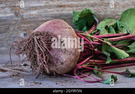 Gartenrüben-Beta-Vulgaren mit roten Stielen und grünen Blättern Stockfoto