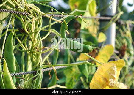 Läuferbohnen Phaseolus coccineus Pflanzen grüne Schoten Stockfoto