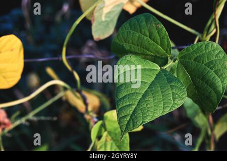 Phaseolus coccineus Runner Bohne Pflanze grünes Blatt Stockfoto