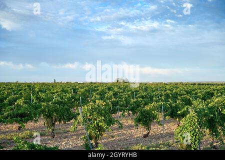 Weinanbaugebiete mit reifen weißen Trauben in der Erntezeit Stockfoto