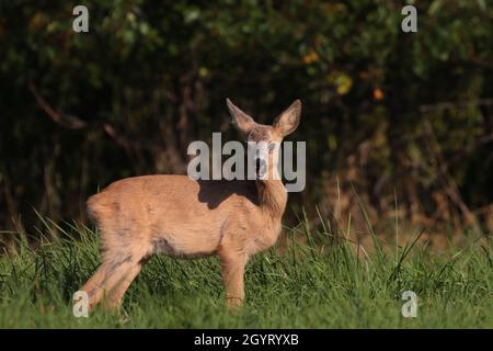 Aufnahme eines Rehe, der an einem sonnigen Tag auf einem grasbewachsenen Feld mit dem Hintergrund von Bäumen steht Stockfoto