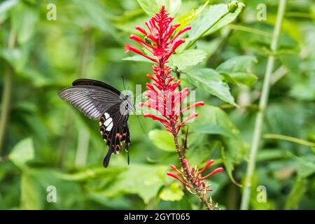 Roter Helenschmetterling (Papilio helenus), der auf der Pflanze trinkt Stockfoto