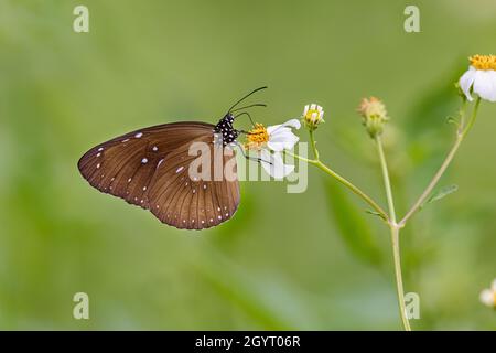 Gewöhnliche indische Krähe (Euploea Core) trinkt auf der Pflanze Stockfoto