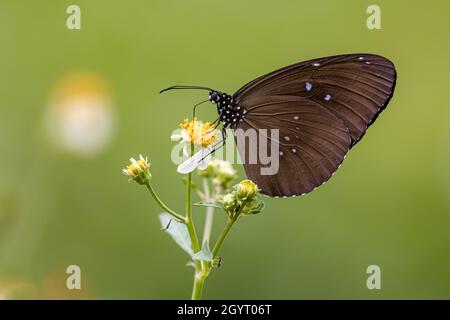 Gewöhnliche indische Krähe (Euploea Core) trinkt auf der Pflanze Stockfoto