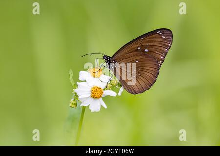 Gewöhnliche indische Krähe (Euploea Core) trinkt auf der Pflanze Stockfoto