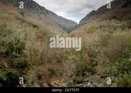 Atlantischer Wald im Mao River Canyon, Ribeira Sacra, Galicien, Spanien Stockfoto