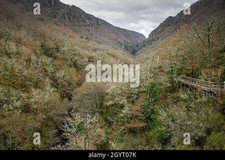 Atlantischer Wald mit Holzsteg im Mao River Canyon, Ribeira Sacra, Galicien, Spanien Stockfoto