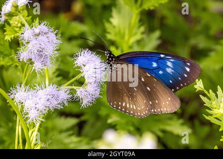 Gestreifter Blauer Krähe Schmetterling trinkt auf der Pflanze Stockfoto