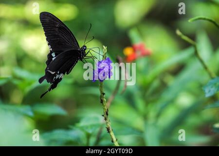 Gewöhnlicher Mormonenschmetterling (Papilio polytes), der auf Pflanzen trinkt Stockfoto