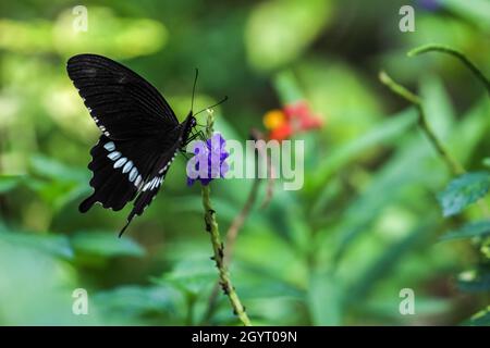 Gewöhnlicher Mormonenschmetterling (Papilio polytes), der auf Pflanzen trinkt Stockfoto