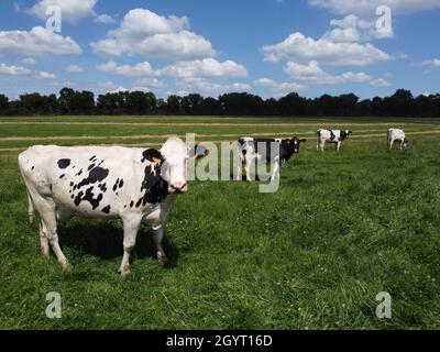 Hier ist ein Bild einer Kuh, die in freier Wildbahn grast! Stockfoto