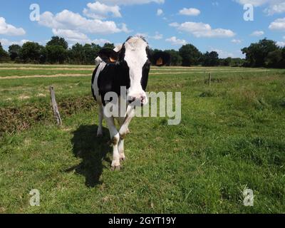 Hier ist ein Bild einer Kuh, die in freier Wildbahn grast! Stockfoto