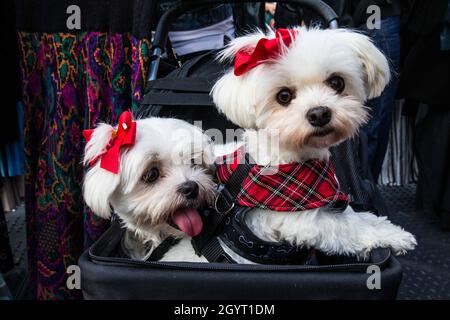 London, Großbritannien. Oktober 2021. London UK Samstag, 09. Oktober 2021 die Saison Sunshine kaufte Vintage-Fans zum Oldtimer- und Stiefelverkauf in King Cross. Quelle: Paul Quezada-Neiman/Alamy Live News Stockfoto