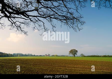 Landwirtschaftliche Landschaft mit frisch gepflügten Feldern und Bäumen unter hellem, farbenprächtiger Himmel im Spätwinter neben dem Minster Way in Beverley, Yorkshire, Großbritannien Stockfoto