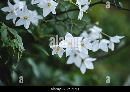 Solanum laxum Jasmin Nachtschatten weiße Blüten Stockfoto