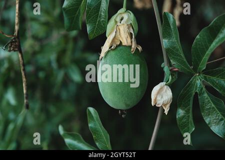 Passiflora caerulea, die bluecrown Passionsblume grüne Frucht Stockfoto