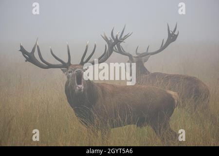 Rothirsch brüllt in dichtem Nebel während der jährlichen Brunftzeit Stockfoto
