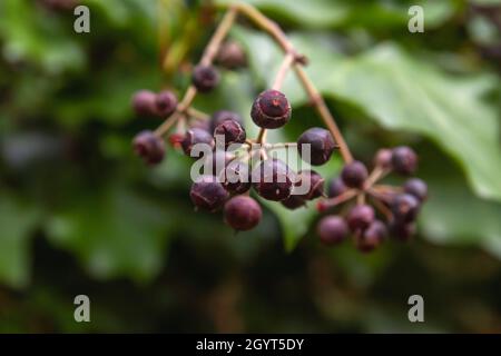 Hedera Helix gemeiner Efeu dunkelviolett vergiftete Beeren aus der Nähe Stockfoto