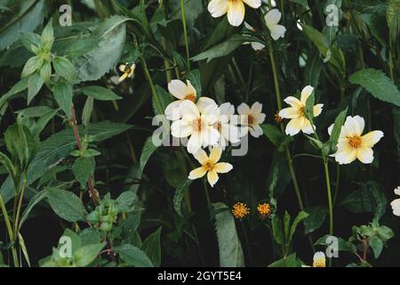 Bidens aurea, Arizona, beggartiks weiße gelbliche Blüten Stockfoto