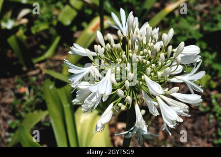 Agapanthus praecox bekannt als Lilie des Nils, weiße Blüten blühen Stockfoto