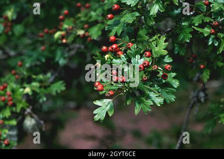 Crataegus monogyna gemeiner Weißdorn mit roten Beeren Stockfoto