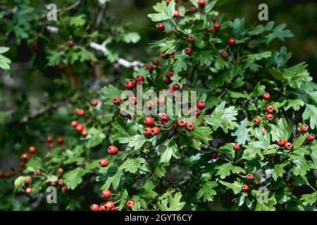 Crataegus monogyna gemeiner Weißdorn mit roten Beeren Stockfoto