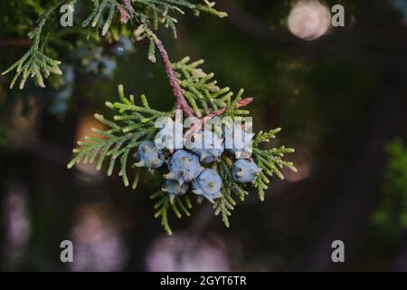 Platycladus orientalis Orientalischer Laub-vitae Nadelbaum mit unreifen Samenkegeln und immergrünen Blättern Stockfoto