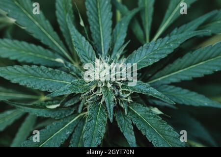Cannabis sativa Pflanze weibliche Blüten Draufsicht Stockfoto