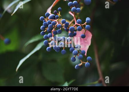 Parthenocissus quinquefolia, fünfblättriger Efeu dunkelblaue Beeren aus nächster Nähe Stockfoto