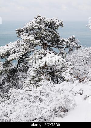 Winter im Wald mit Schneebäumen. Verschneite Landschaft im Dezember Stockfoto