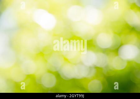 Grünes Bokeh auf Natur Unschärfe Kunst abstrakt verwischen Hintergrund von grünen Blatt mit Morgenlicht verschwommen Stockfoto