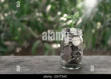 Wachsende Pflanze von Geld sparen Thai Baht Münzen in einer Flasche Glas auf Holz-Tisch mit Filter-Effekt Retro-grünen Stil. Sparkonzept Stockfoto