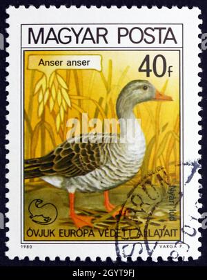 UNGARN - UM 1980: Eine in Ungarn gedruckte Briefmarke zeigt Greylag Goose, Anser Anser, Bird, um 1980 Stockfoto