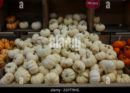 Eine Vielzahl von Kürbissen Stockfoto