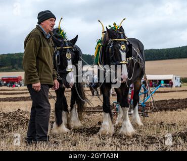 Mindrum Mill, Northumberland, Großbritannien. 09. Oktober 2021. Britische Pflügmeisterschaften: Die 70. Meisterschaften, die letztes Jahr wegen Covid-19 abgesagt wurden, finden statt. Im Bild: Furche pflügen mit einem schweren, von Pferden gezogenen Pflug Stockfoto