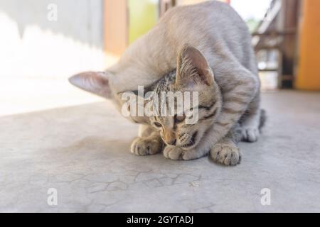 Zwei kleine Kätzchen spielen Cute Katze braun Muster Stockfoto