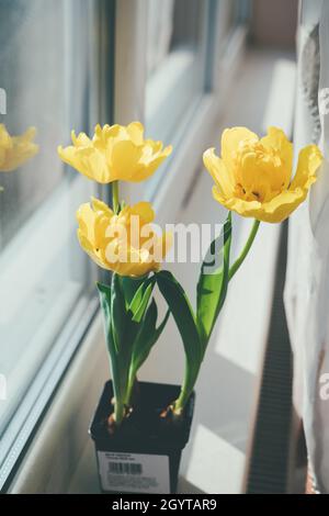 Drei gelbe Tulpen in einem Blumentopf auf der Fensterbank. Ein Geschenk zum Frauentag aus gelben Tulpenblüten. Tageslicht. Stockfoto