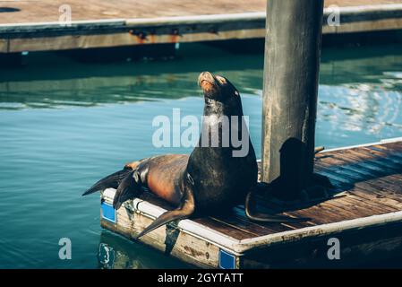 sealion sitzt auf der Holzbrücke im Sonnenlicht von San Francisco warm glücklich Stockfoto