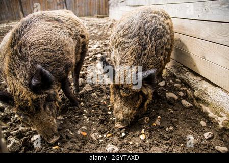 Wildschweine essen in der Nähe des Holzzaunsteingrundes Stockfoto