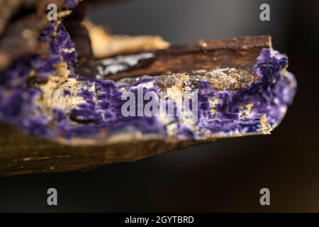 Kobaltkrustenpilz, Terana caerulea. Ausflug nach Coalpit Hill. Stockfoto