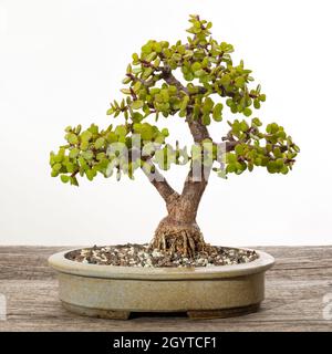 Bildansicht des Bonsai-Jadebaums in einem Topf auf Holzbrett. Stockfoto