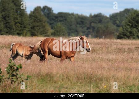 Aufnahme von zwei braunen Pferden, die an einem sonnigen Tag auf einem trockenen, grasbewachsenen Feld mit Bäumen im Hintergrund laufen Stockfoto