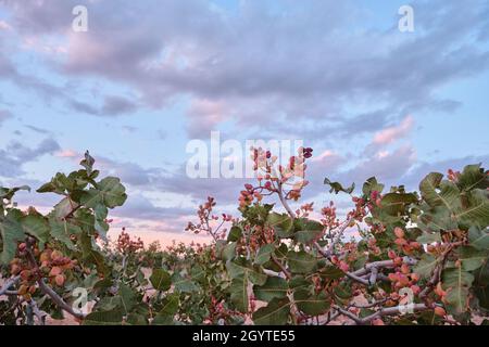 Pistacia Vera oder Pistazien rot reifen Nüsse Haufen Stockfoto