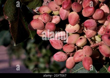 Pistacia Vera oder Pistazien rot reifen Nüsse Haufen Stockfoto