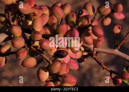 Pistacia Vera oder Pistazien rot reifen Nüsse Haufen Stockfoto