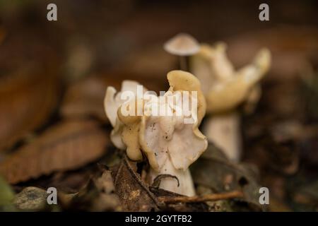 Weißer Sattelpilz - Helvella crispa. Häufig in Buchenwäldern und neben dem Fußweg. Nicht essbar. Ausflug nach Coalpit Hill. Stockfoto