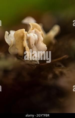 Weißer Sattelpilz - Helvella crispa. Häufig in Buchenwäldern und neben dem Fußweg. Nicht essbar. Ausflug nach Coalpit Hill. Stockfoto