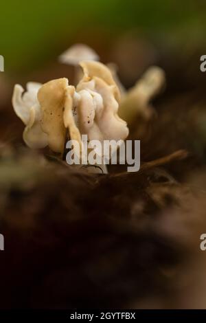 Weißer Sattelpilz - Helvella crispa. Häufig in Buchenwäldern und neben dem Fußweg. Nicht essbar. Ausflug nach Coalpit Hill. Stockfoto