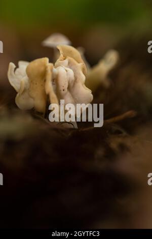 Weißer Sattelpilz - Helvella crispa. Häufig in Buchenwäldern und neben dem Fußweg. Nicht essbar. Ausflug nach Coalpit Hill. Stockfoto